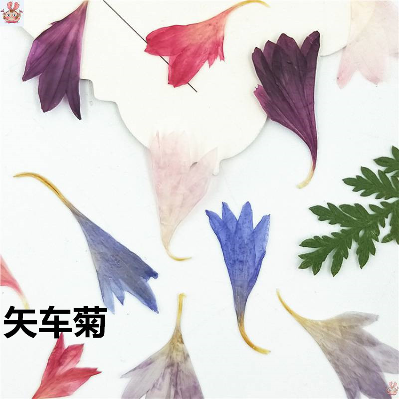 20 Plant Specimens, Cornflower - Resin Jewelry Kit incelemesi ve fiyatı