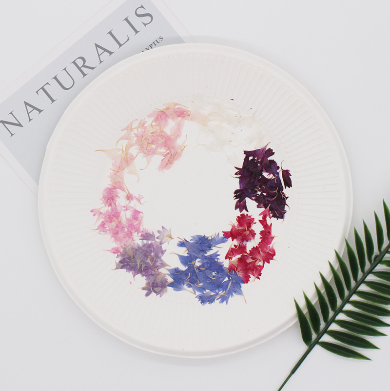20 Plant Specimens, Cornflower - Resin Jewelry Kit incelemesi ve fiyatı